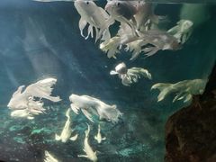 -西安曲江海洋极地公园