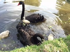 -墨尔本皇家植物园