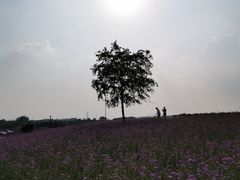 -大塘金香草谷