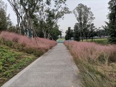 -白鹭湾湿地公园