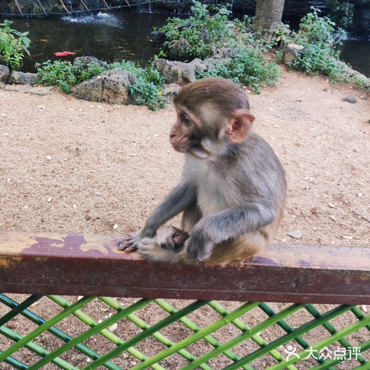 猴岛，万宁市陵水黎族自治县