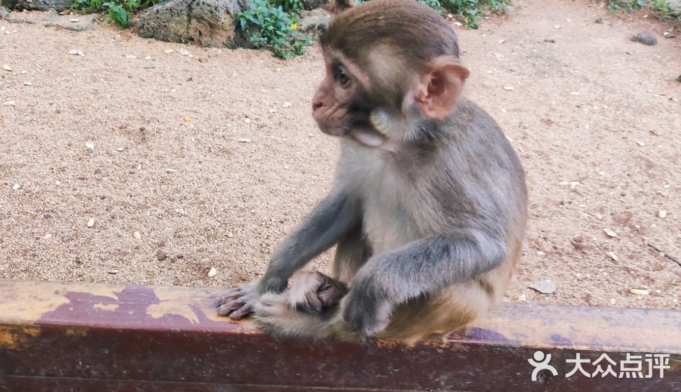 猴岛，万宁市陵水黎族自治县