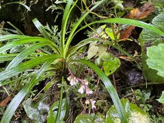 -西岭雪山大飞水景区