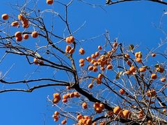 -国家图书馆·古籍馆