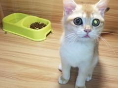 -猫十亿·布偶金渐层·曼基康矮脚猫舍(青年路店)