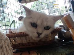 -平行世界·猫咖(首经贸店)
