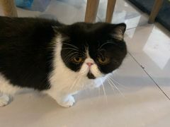 -平行世界·猫咖(首经贸店)