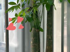 -ALPHA COFFEE阿尔法咖啡(虹莘路店)