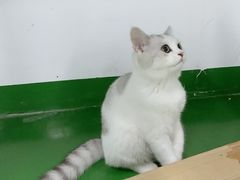 -创凡宠物医院·骨专科  猫科中心(西乡分院)