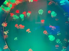 -多彩贵州城极地海洋世界