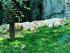 -北京野生动物园