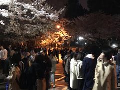 -武汉大学-樱园