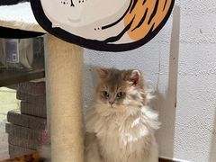 -1013 PET SHOP精品宠物商店(丁香店)