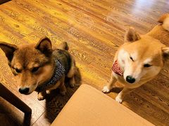 -柴务处·柴犬主题狗咖