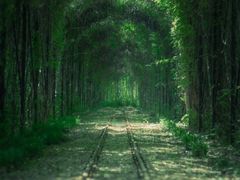 -合肥滨湖国家森林公园