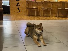 -柴务处·柴犬主题狗咖
