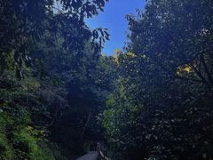 -长虫山生态公园风景林