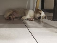 -佳雯宠物医院·皮肤科·内外科(春晓路分院)