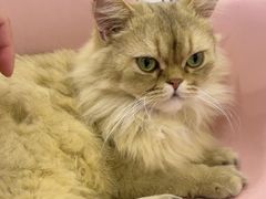 -Let's go狗咖·猫咖·奶狗·桌游(春熙路IFS店)