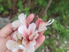 -木兰云雾山