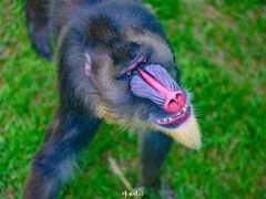 -西霞口神雕山野生动物世界