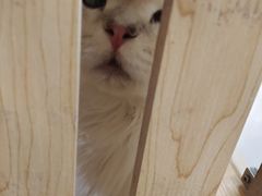 -共舞时光猫咖·狗咖(新街口店)