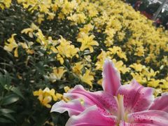 -长春农博园