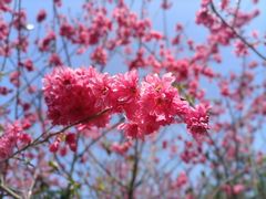 -中国科学院华南植物园