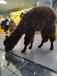 -神奇动物撸宠馆·羊驼·小浣熊·异宠(豫园店)
