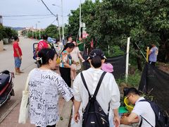 -从化深英荔枝黄皮龙眼采摘园
