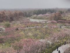 -上海海湾国家森林公园