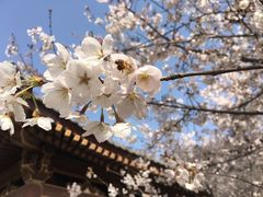 -西安青龙寺遗址景区