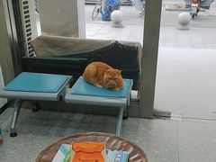 -四月宠物医院·猫专科·心脏专科·内科(转塘店)