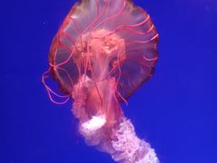 -海合安青岛极地海洋公园