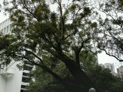 -香港大学