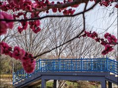 -鹅湖玫瑰文化园