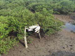 -北海金海湾红树林生态旅游区
