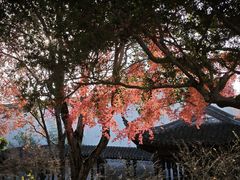 -秋霞圃