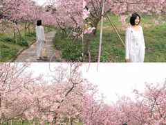 -天适樱花悠乐园