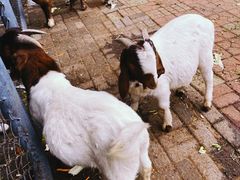 -长白岛森林公园