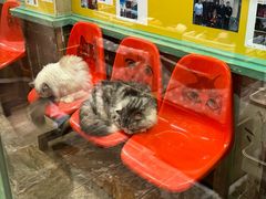 -猫咪博物馆(顶澳仔猫街店)