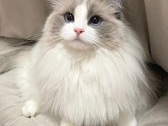 -Bastet sally猫舍购宠(静安店)