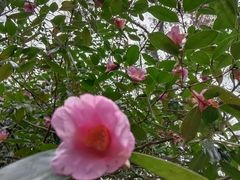 -杭州植物园