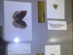-上海昆虫博物馆