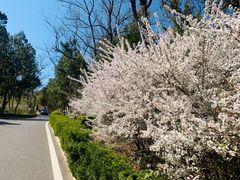 -棒棰岛宾馆景区