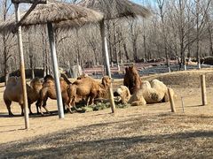 -北京野生动物园