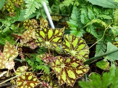 -国家植物园南园