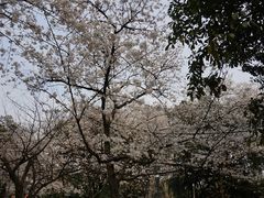 -武汉大学-樱园
