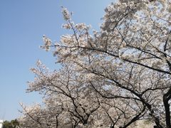 -武汉大学-樱园