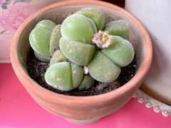 -花鸟鱼虫鲜花绿植市场(玉泉路店)